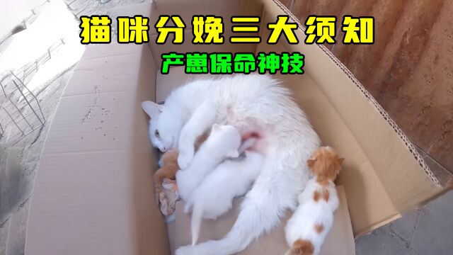 猫咪生产注意这3个关键处,你家母猫就安全了,幼崽也会健康