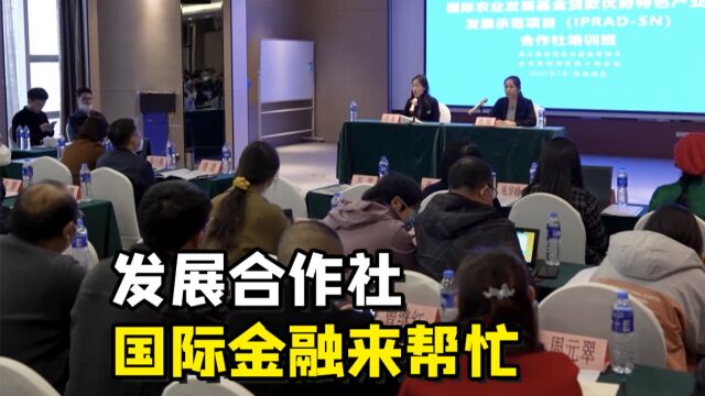 聚焦三农丨国际农业发展基金助力合作社