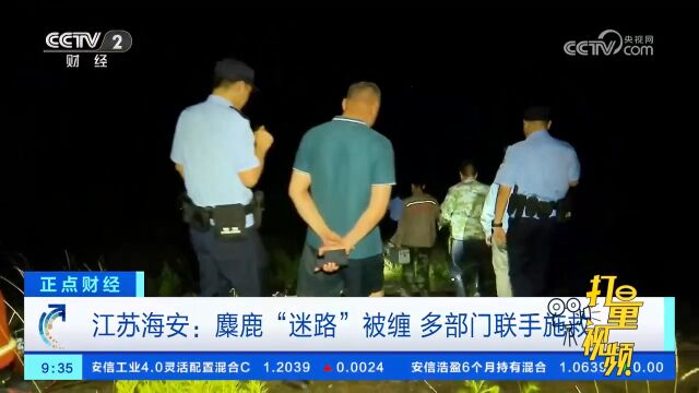 江苏海安:麋鹿“迷路”被电线缠绕,多部门联手施救