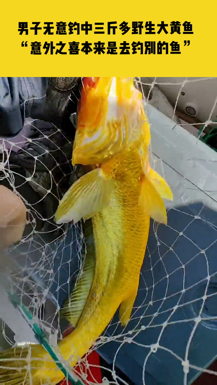 男子无意钓中三斤多金色野生大黄鱼,"意外之喜,准备送人"