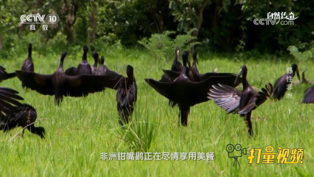 大雨仍在下个不停,大量虫子再度繁衍,非洲钳嘴鹳尽情享用美餐