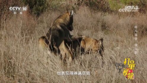 族群法则至高无上，在伊比利亚狼群中，只有雌雄两性首领才能交配