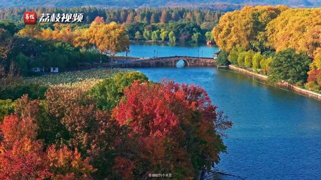 最是橙黄橘绿时!视频欣赏初冬杭州五彩斑斓