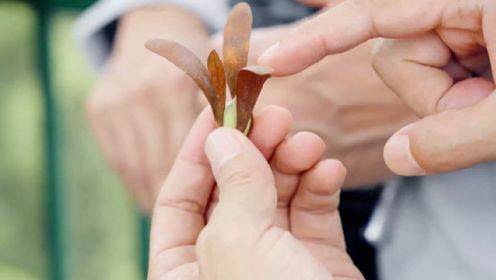 这种中国最高树的种子太神奇！随便扔永远是一个方向落地