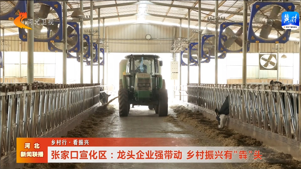张家口宣化区:龙头企业强带动 乡村振兴有"犇"头