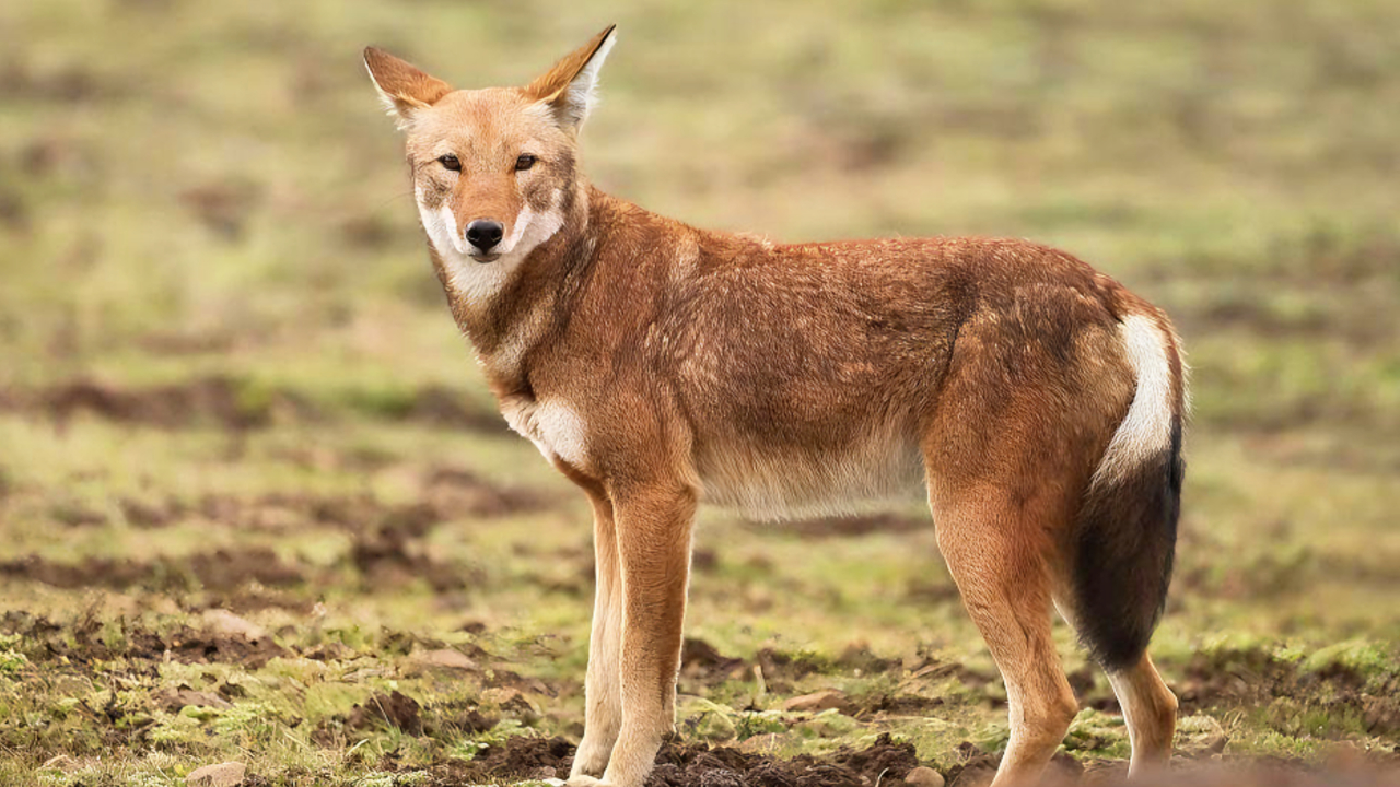 埃塞俄比亚狼煞费苦心捕杀鼹鼠,第二次才成功|纪录片