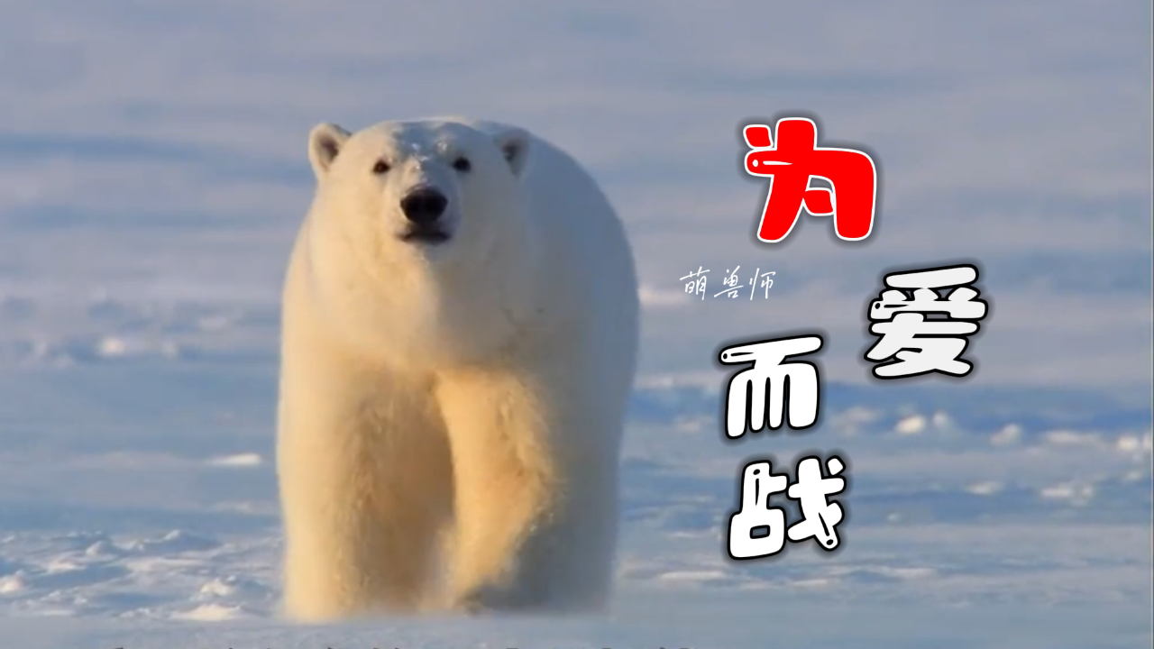 孤独的北极熊为了求爱,发起了一场殊死决斗|纪录片