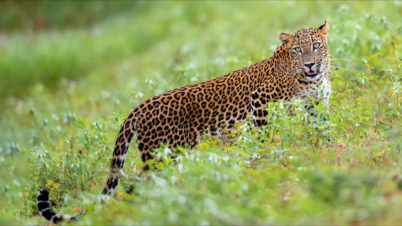 花豹不愧是顶级的掠食者,步步为营成功捕食猎物| 纪录