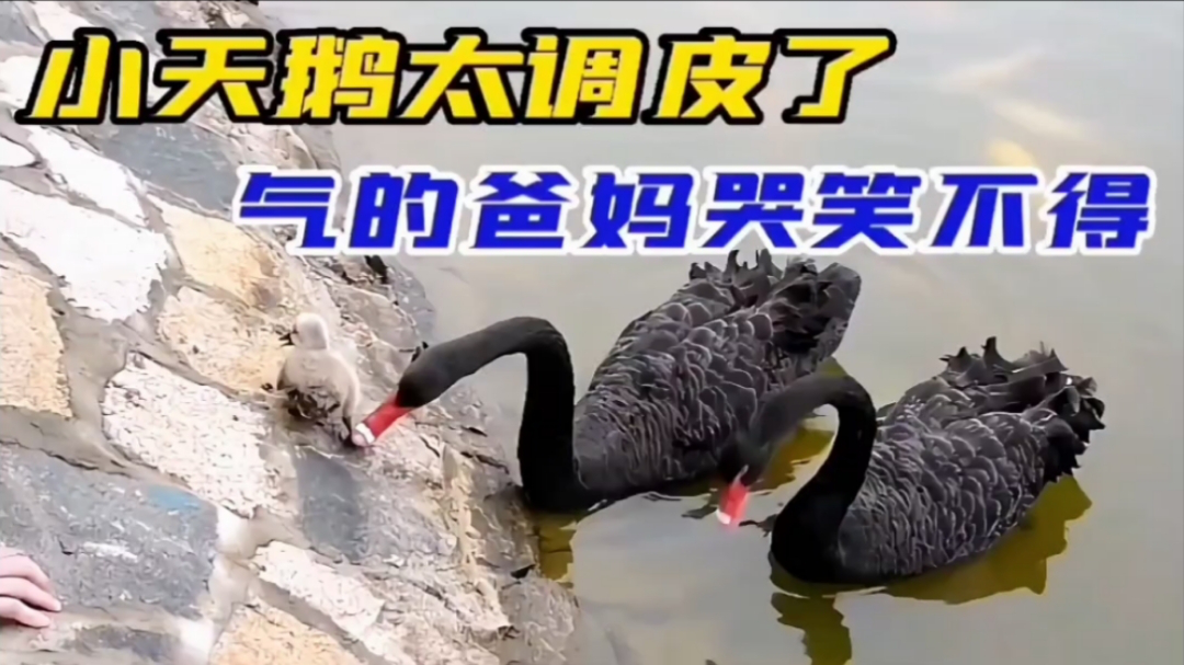 小天鹅太调皮了,爸妈都快被气疯了,太搞笑了|纪录片