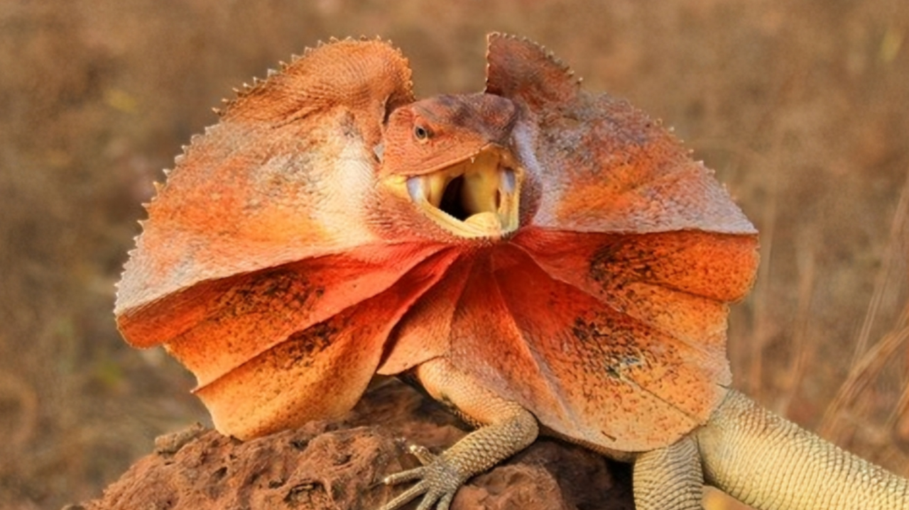 伞蜥竟靠着口水巾行走澳洲江湖|纪录片