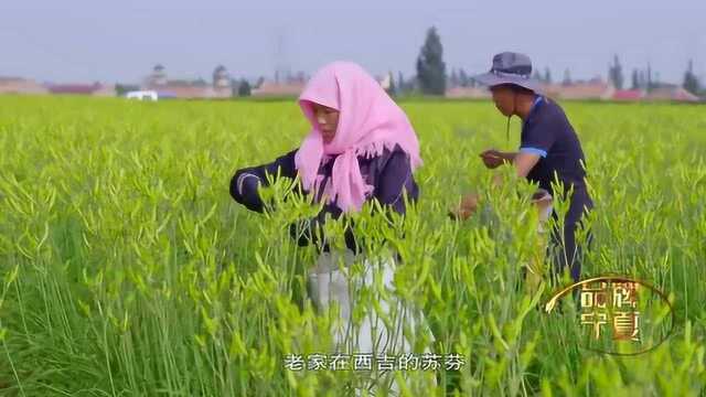 在这里,或许成为种植黄花菜的“绝佳地区”,它们“风头正劲”!