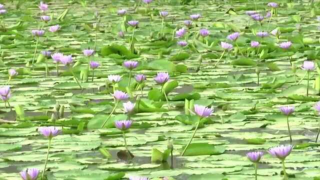 来自台湾的九品香水莲,九种颜色九种味道,一株一年开一百多朵花