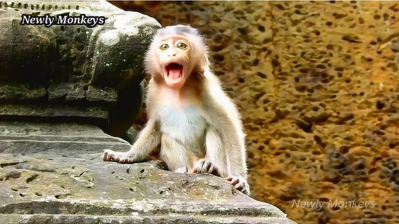 小猴子的声音哭到嘶哑,一刻也不停歇地叫妈妈,可怜孩子失去母亲