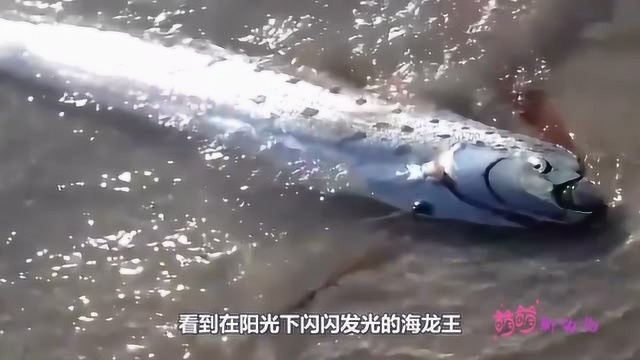 这条身长6米的海龙王,搁浅在沙滩,渔民看到却十分恐慌