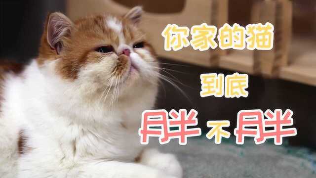 1分钟快速判断猫咪是否肥胖!快去看看你家主子月半吗?