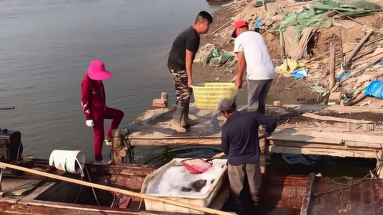 天津渤海湾盐汪子虾1600亩池子每天捕捞2次看看能捞多少