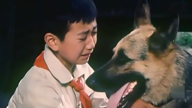 这部电影两只警犬当主角,电影上映三年后,警犬英勇殉职