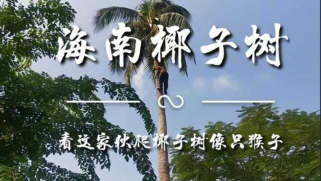 你们知道海南的椰子树那么高,可它的椰子果是怎么摘下来的吗?