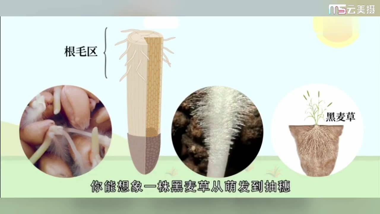植物根的结构_腾讯视频