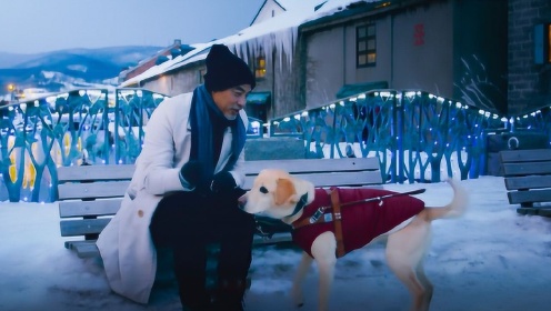 中国版《导盲犬小q》,当盲大叔遇上呆萌导盲犬,看谁能治愈谁