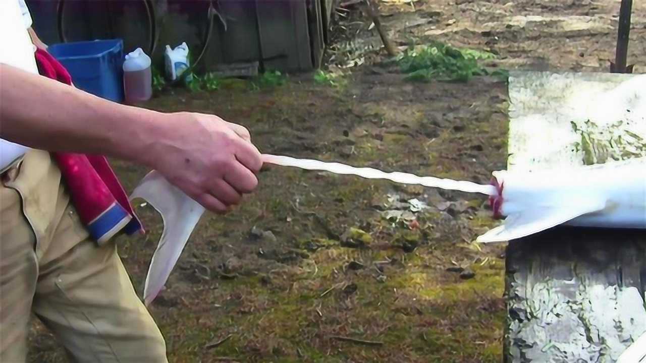 国外有人上演真实"抽龙筋",古代皇帝才能吃,现在人人都能吃