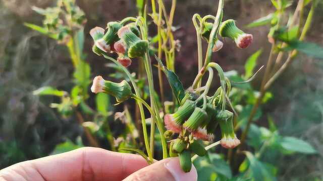 农村常见“野茼蒿”植物,农民喜欢当蔬菜,其实它也是一味中草药