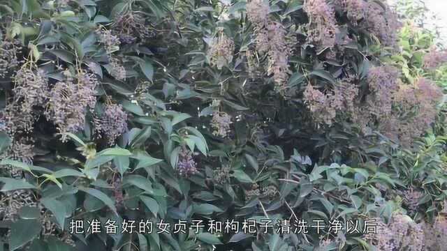 这种树上结的一串串的果实,大家见过吗?它叫女贞子能泡酒还是一种食疗产品