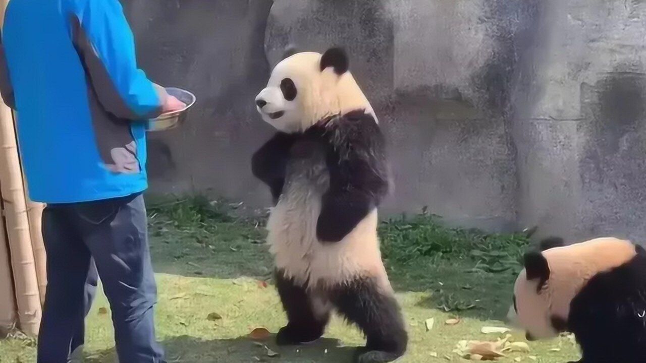 熊猫抢食物被训,气的站起叉腰:给我注意一下态度,劳资可是国宝