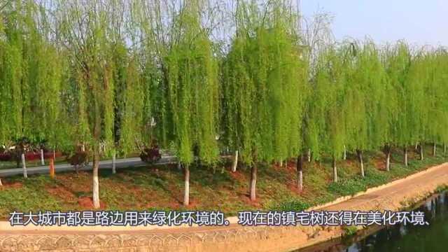 家门前种什么树好?镇宅树该怎么选,现在知道还不晚!