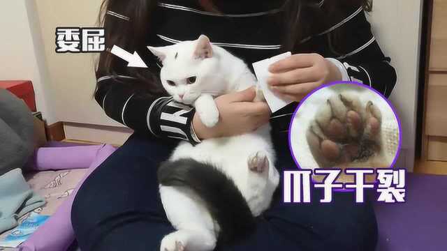 北方的冬天真的冷!猫的爪子都被冻裂啦!猫:我好惨!