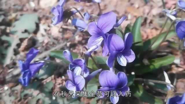 地黄瓜学名叫“早开堇菜”,是一种分布广泛的野生植物,以前是穷人救命菜