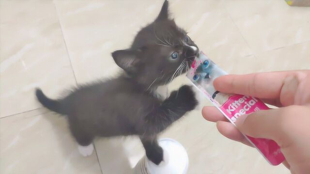 猫条对猫的诱惑力有多大?铲屎官:看看它们的吃相就知道了