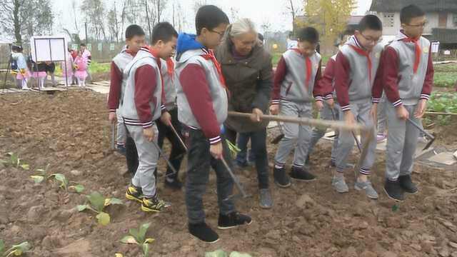 萌娃变“农夫”!学校开垦3亩地让学生种菜:体会粒粒皆辛苦