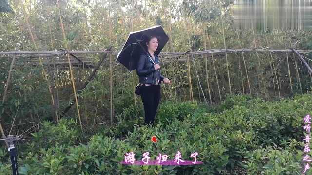 降央卓玛一曲《心灵睡过的地方》,悠扬的声音似天边来,谁无故乡