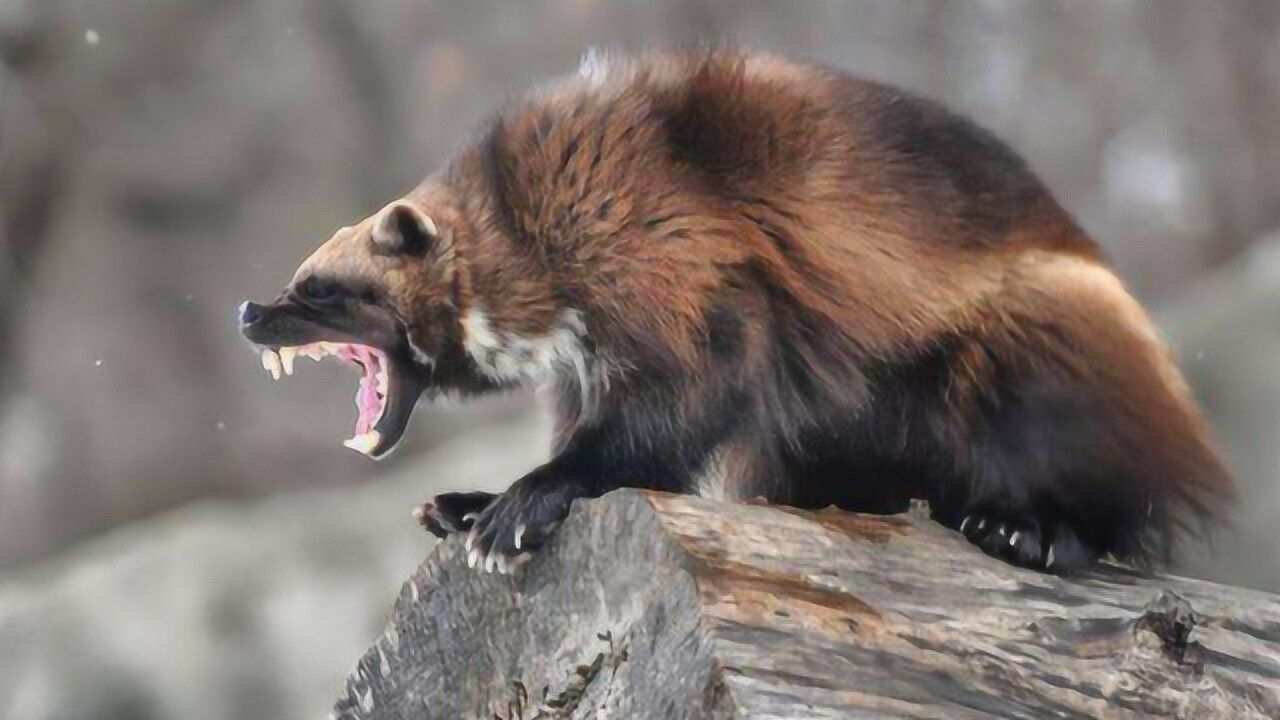 狈究竟是何物狼狈为奸原来是这样来的看完涨知识了