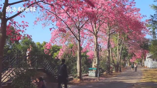 打卡广州丝木棉花海:粉红花朵绽放的动漫世界,美到想恋爱!