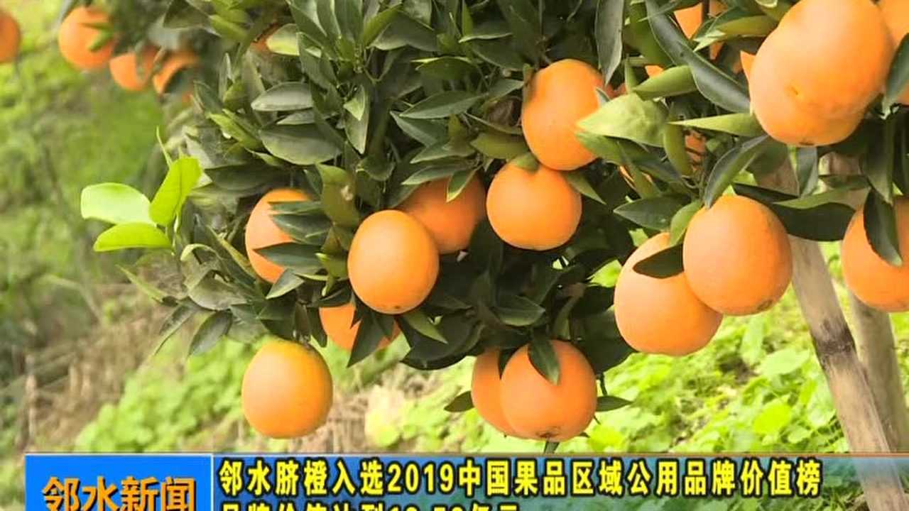 全国脐橙最新价格走势(全国脐橙最新价格走势图)