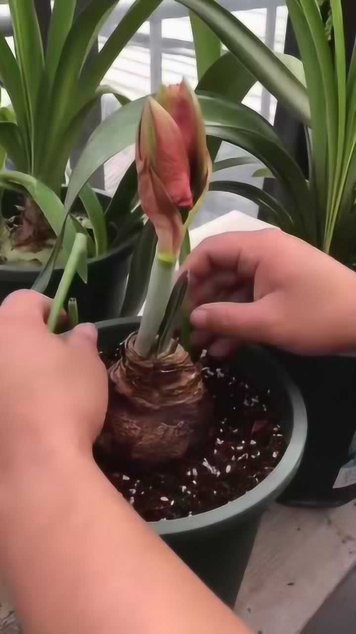 朱顶红种植小技巧