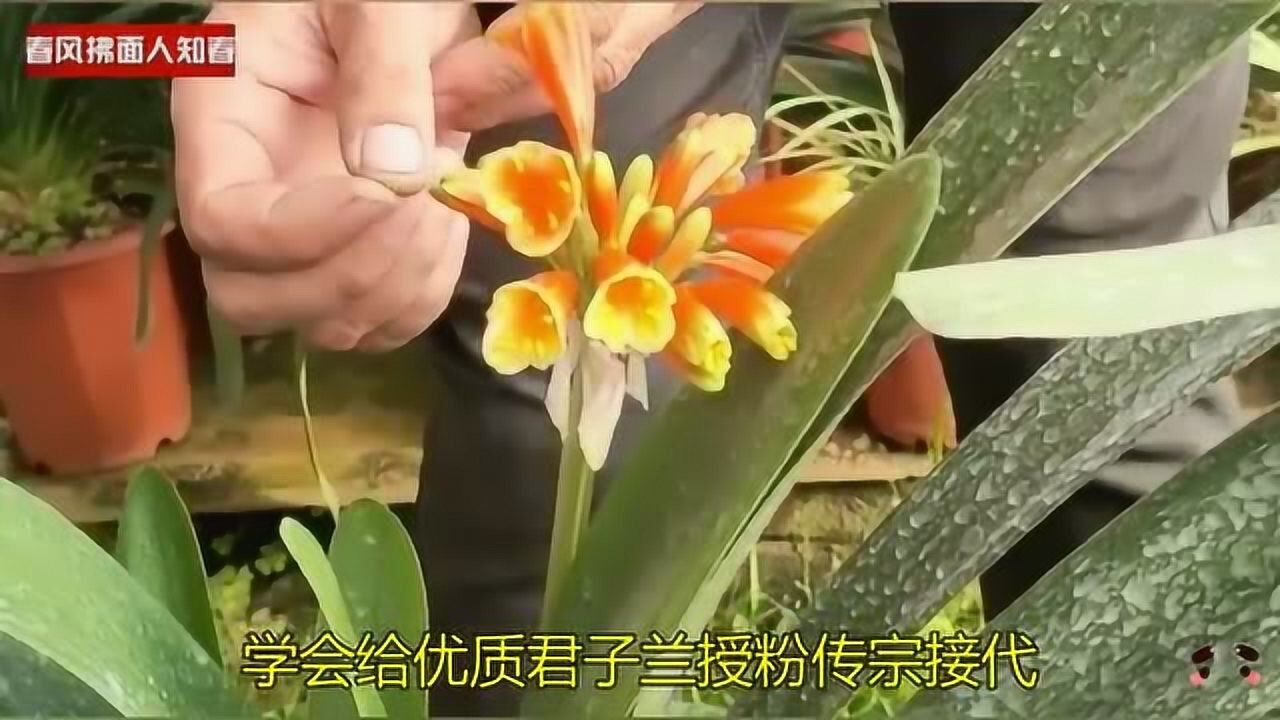君子兰如何授粉爱结果实授粉教程精细操作学会给优质品种授粉传宗接代