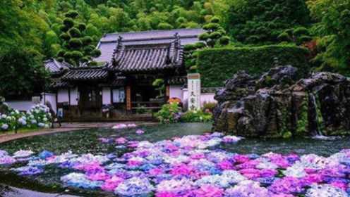 日本与众不同的寺庙，寺内没有一点香火气息，有的只有不同种类的野花！