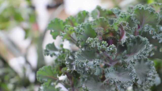 网上购买花卉植物,注意几点,避免新手交学费