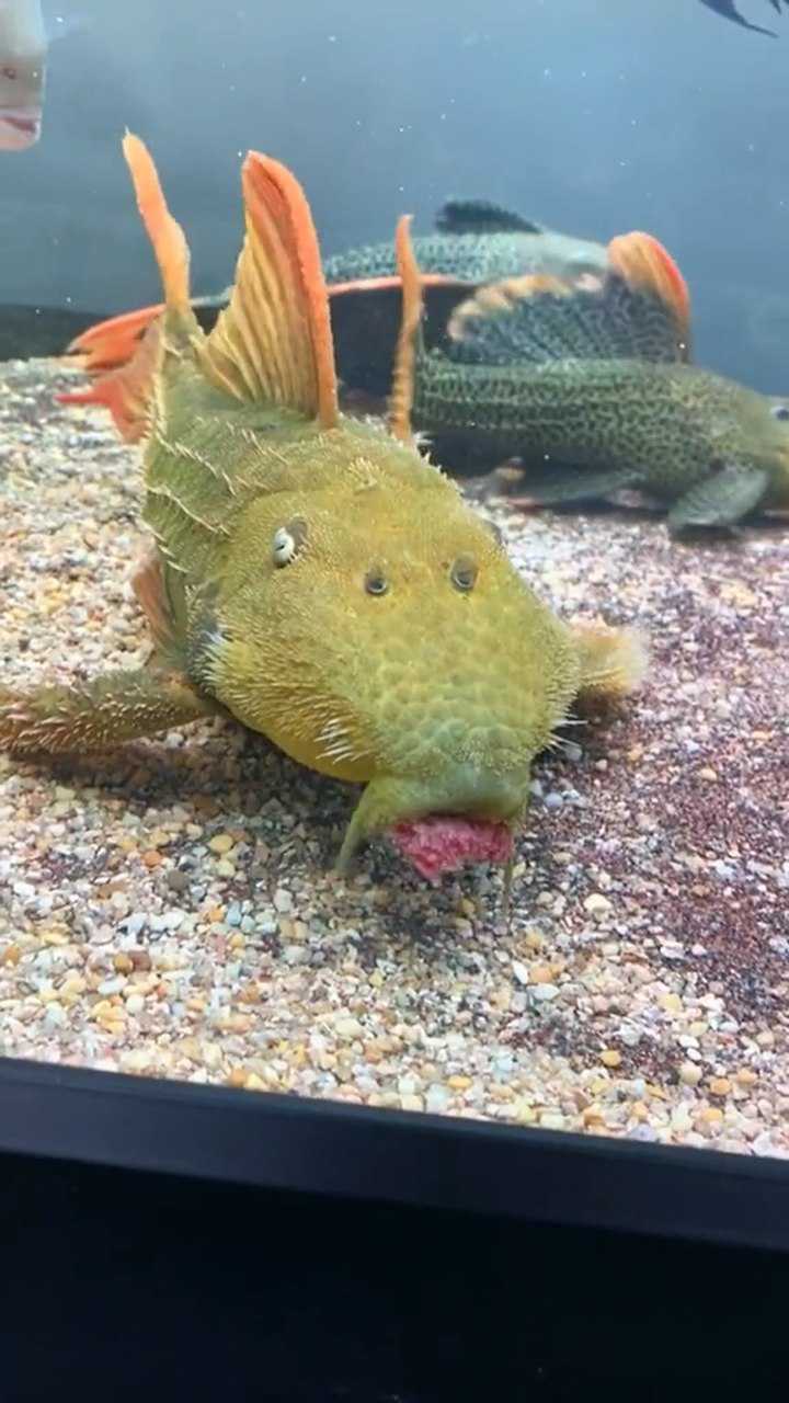 吃货达摩鱼