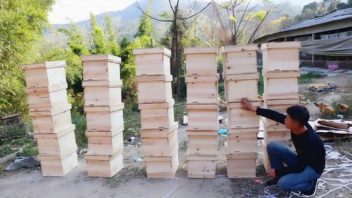 小伙奇招引蜜蜂，收获太多蜜蜂导致蜂箱不够用，这新箱如何处理？