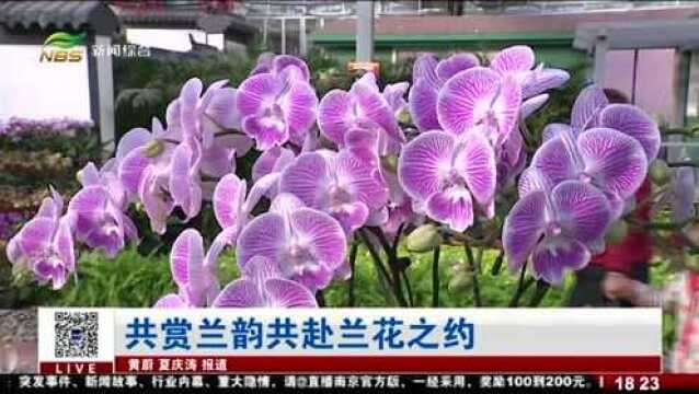 共赏兰韵共赴兰花之约