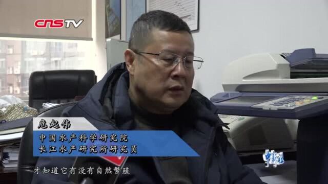 中国长江特有珍稀物种长江白鲟宣布灭绝曾是“中国淡水鱼之王”