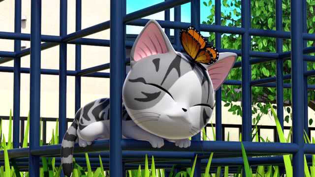 甜甜私房猫小奇你的头上有一只蝴蝶哟