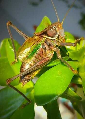 蝈蝈这叫声真是神了清脆悦耳而且声音也很大
