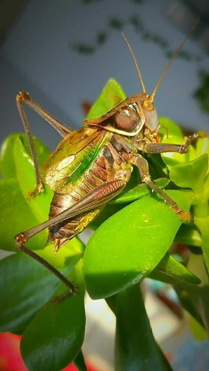 蝈蝈这叫声真是神了清脆悦耳而且声音也很大