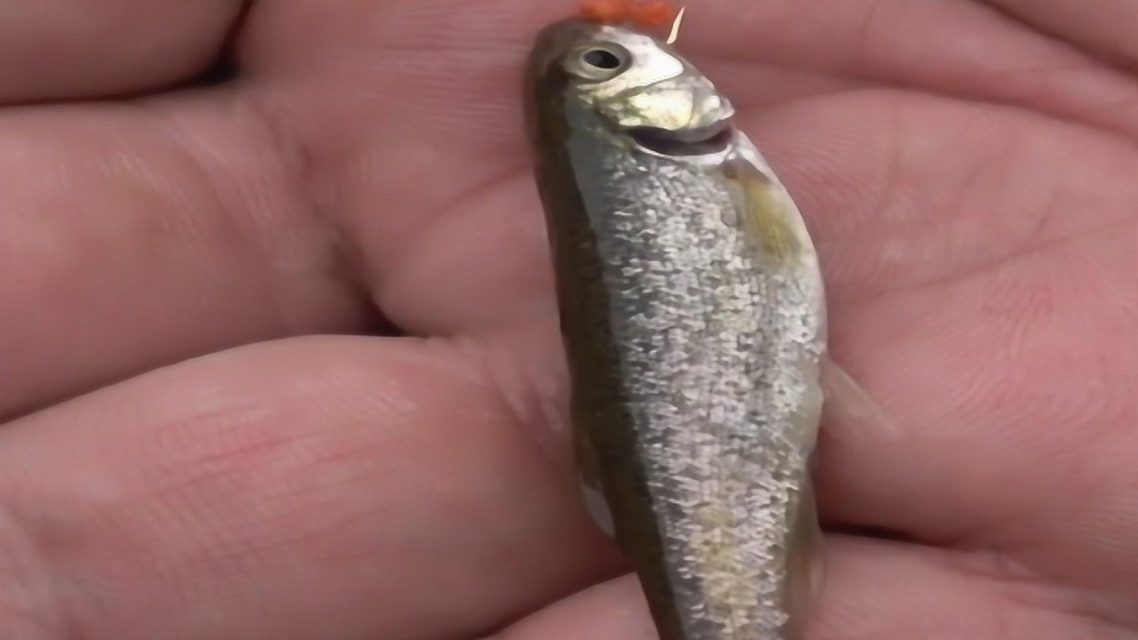 小区门口也有鱼钓,小伙用七星漂浮钓柳根鱼,下钩秒上鱼太过瘾了!