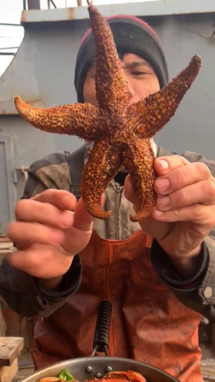 船长大哥吃海星,别看长得丑,味道还不错!